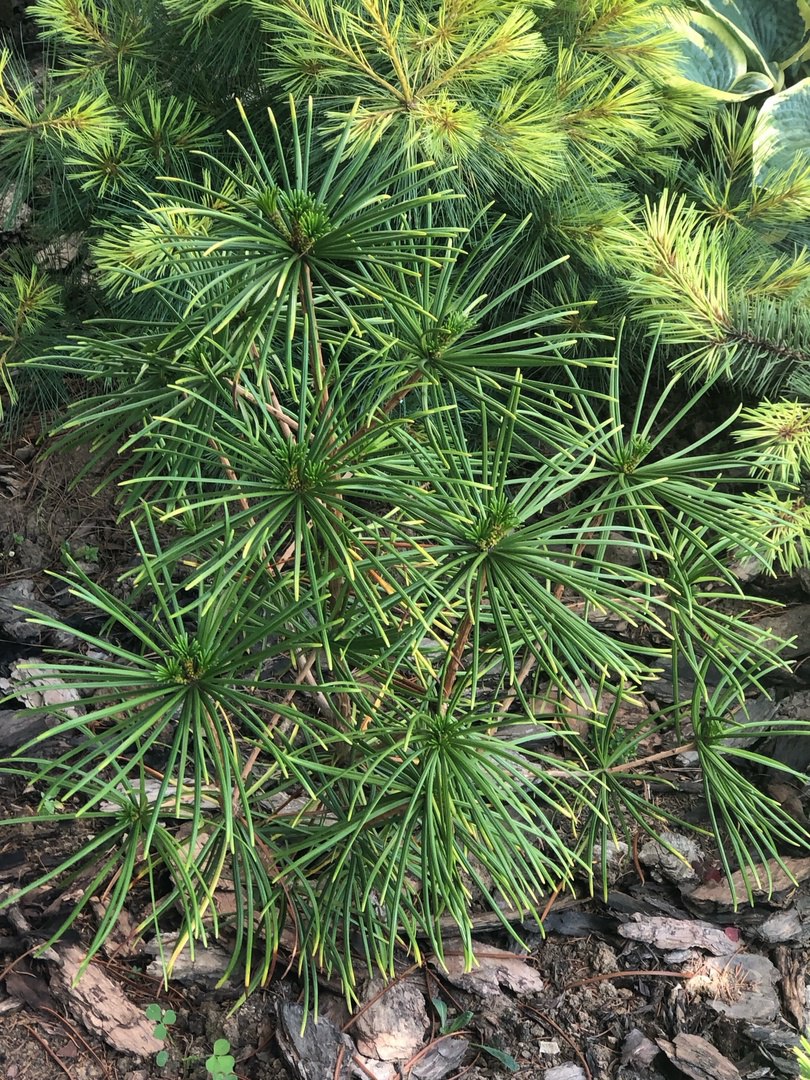 Sciadopitys verticillata ‘Feuerwerk’