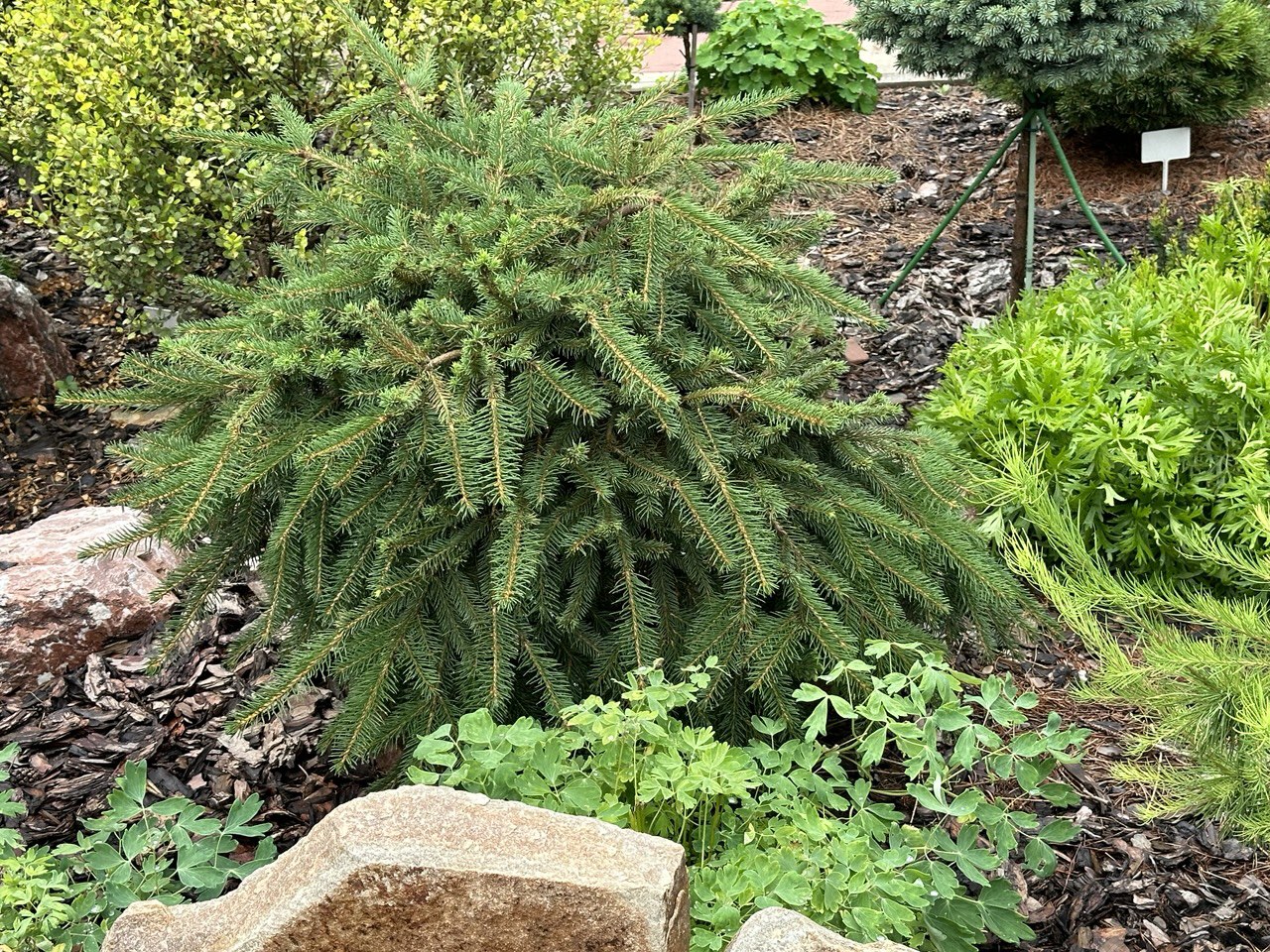 Picea abies ‘Formanek’ Ель обыкновенная