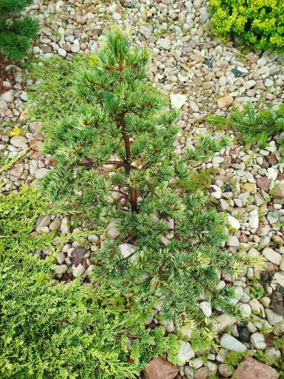 Pinus parviflora 'Fukai'