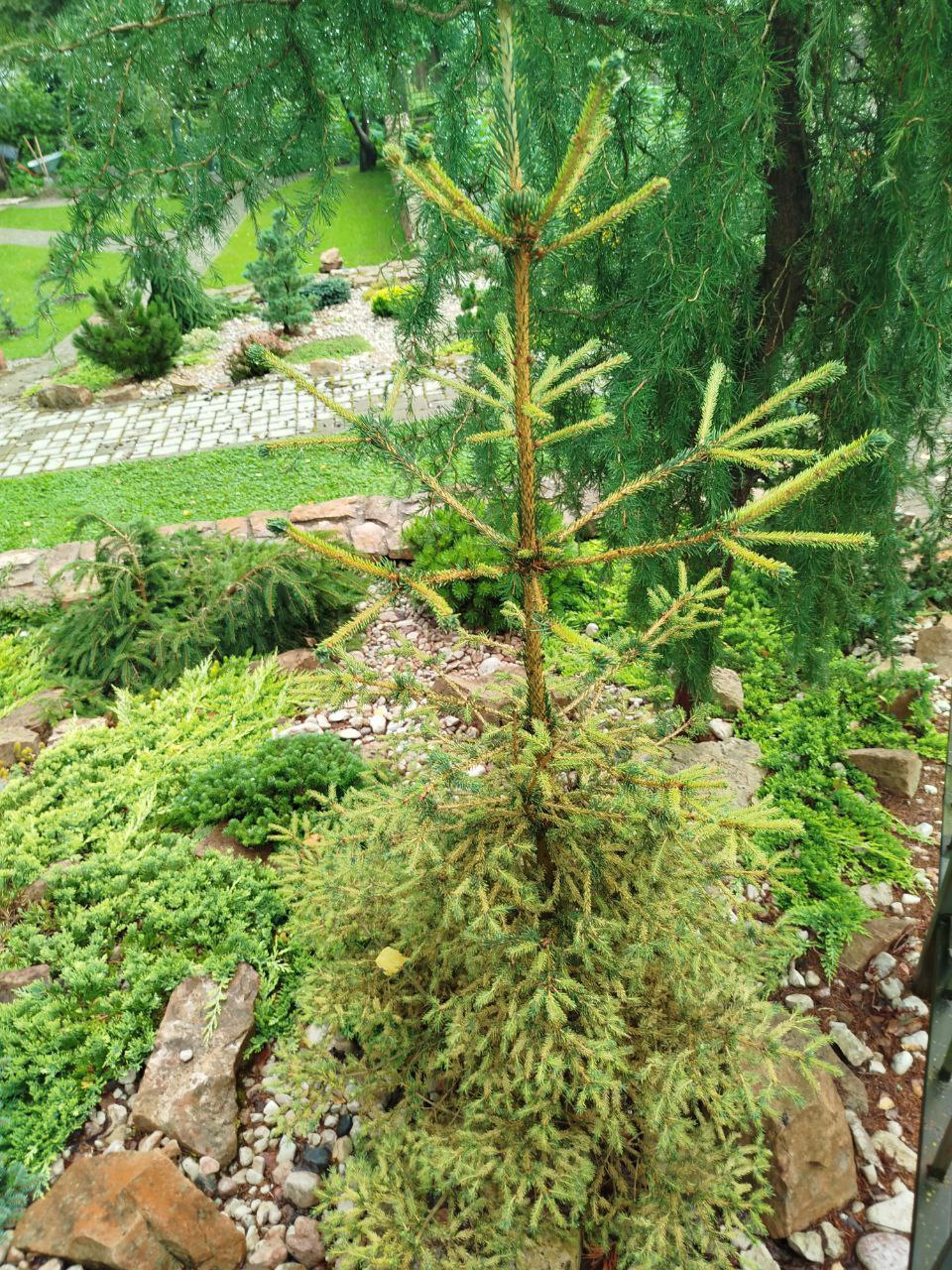 Picea abies 'Gold Dust'