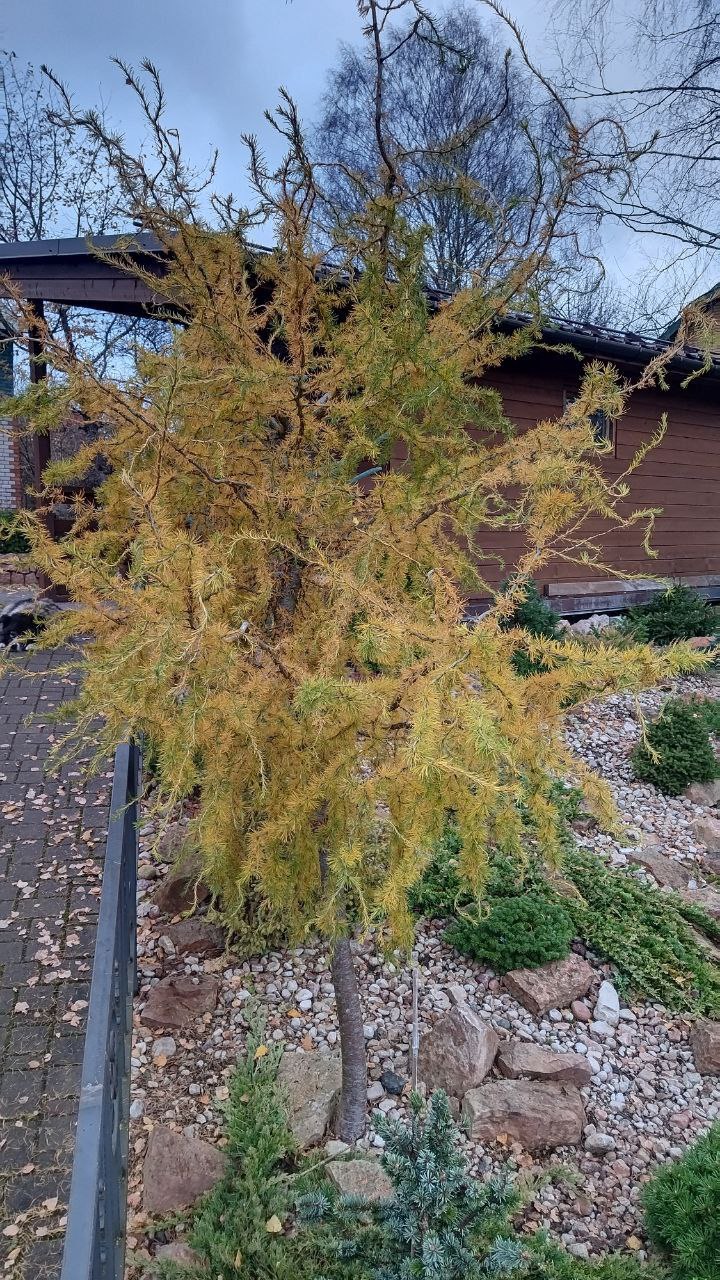Larix decidua Horstmann 'Recurved'
