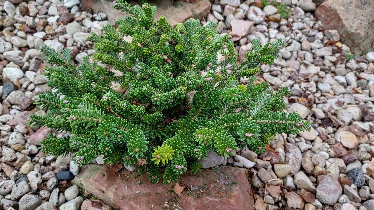 Abies koreana 'Oberon'