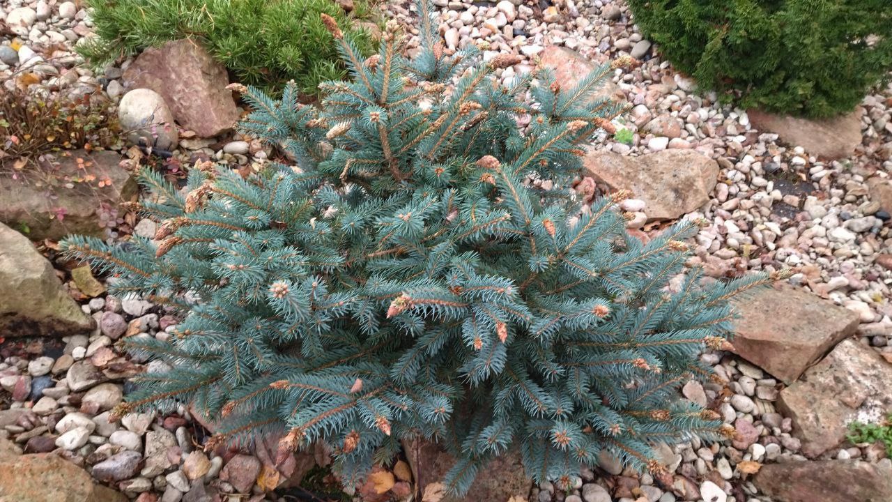 Picea pungens 'Hermann Naue'