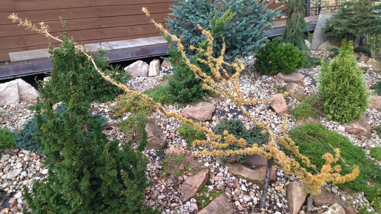 Larix decidua 'Krejci Mutation'