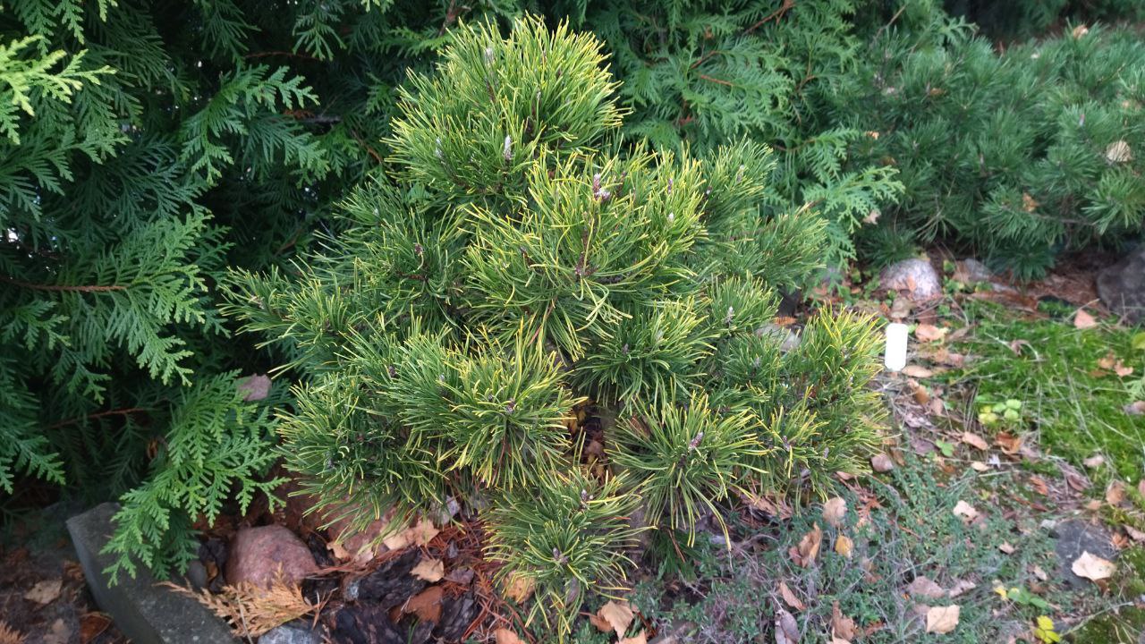 Pinus mugo 'Carstens Wintergold'