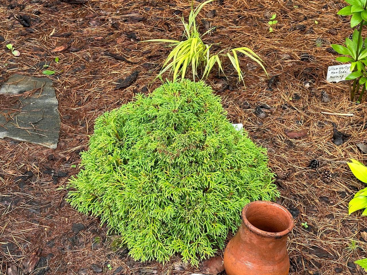 Thuja occidentalis 'Hillsaid'