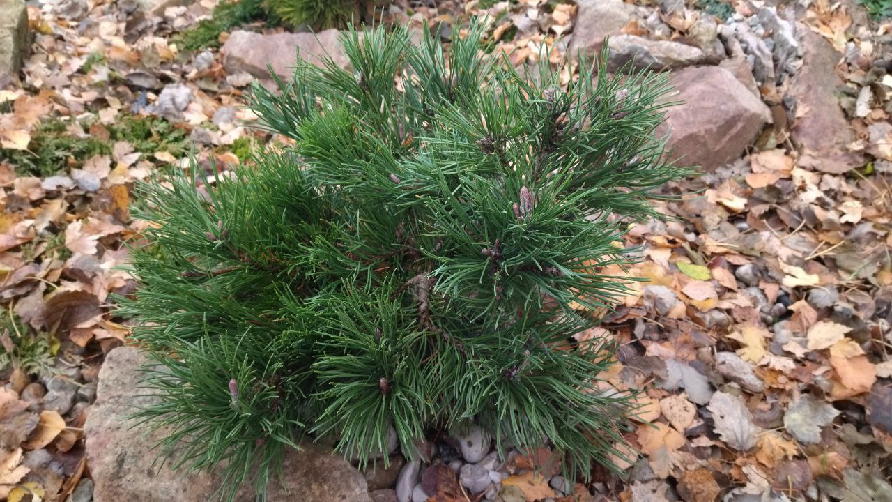 Pinus mugo 'Krauskopf'