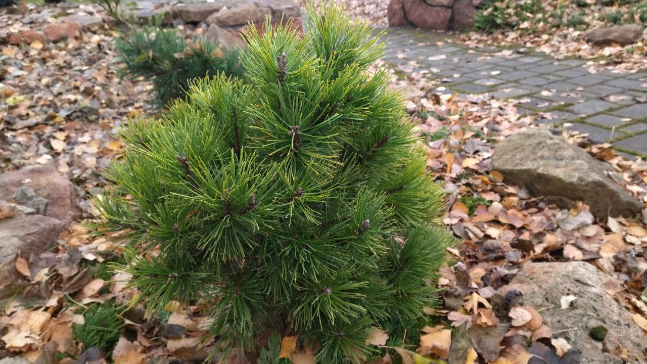 Pinus mugo 'Ophir'