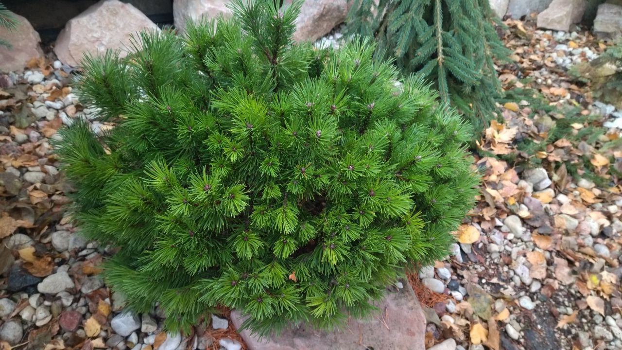 Pinus mugo (uncinata) 'Tvrd’ák'
