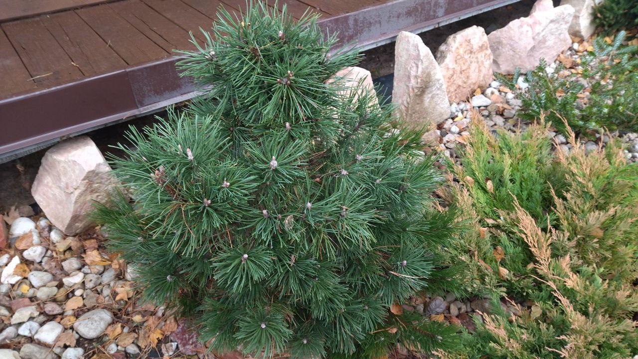 Pinus mugo 'Columnaris / Columbo'