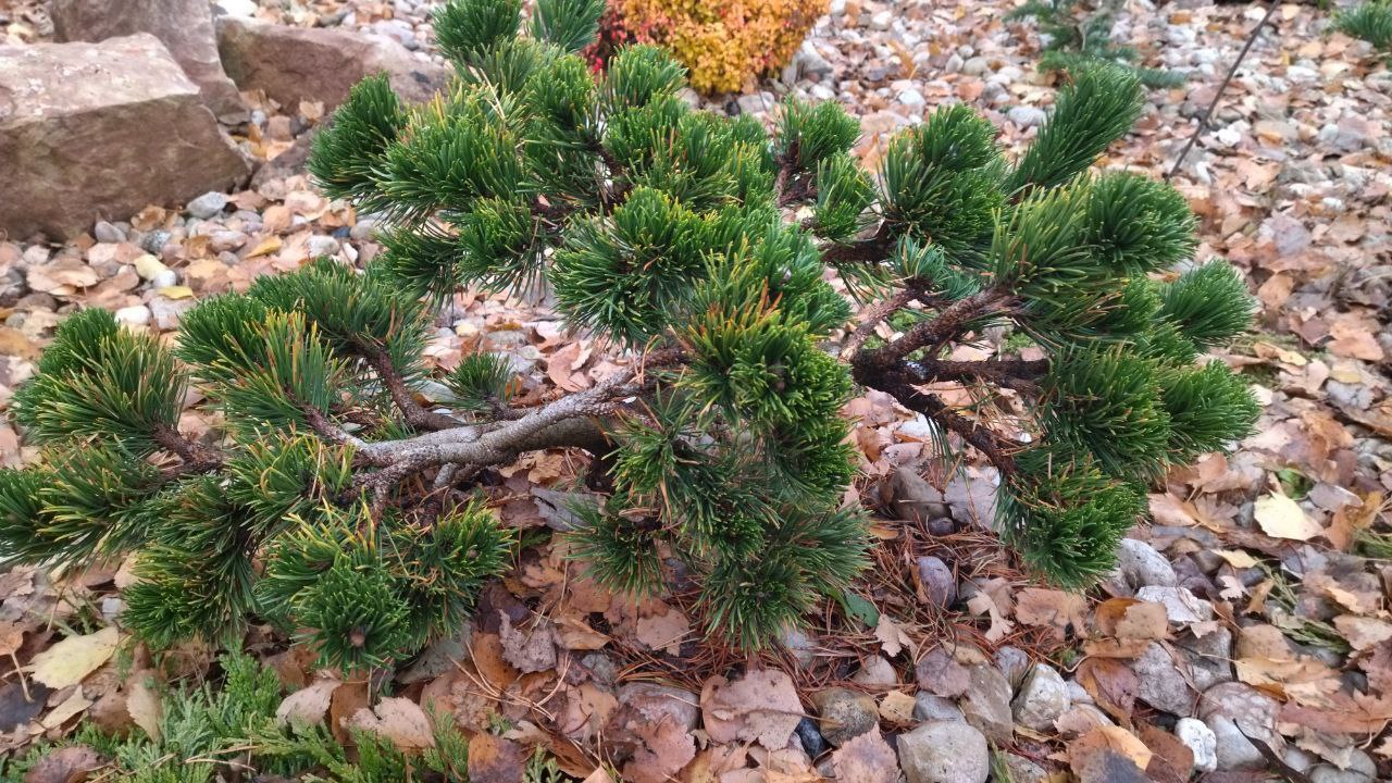 Pinus mugo 'Jakobsen'