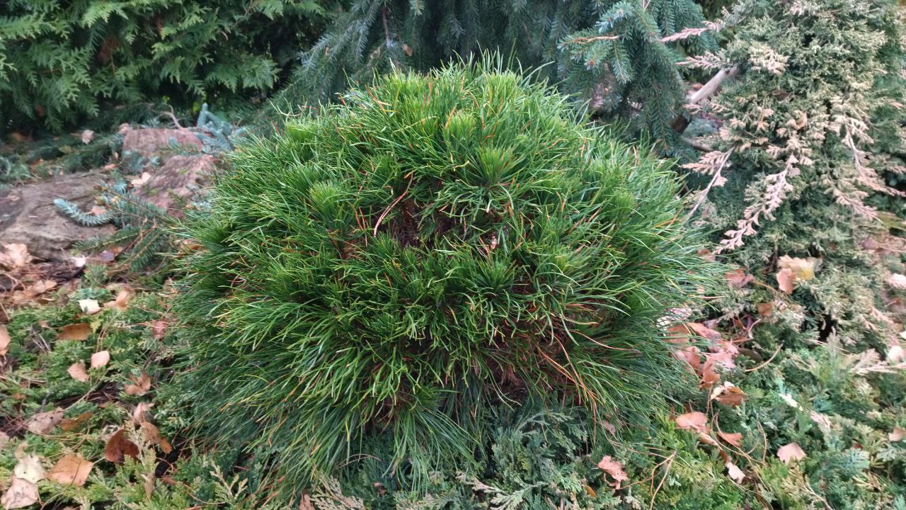 Pinus mugo 'Varella'