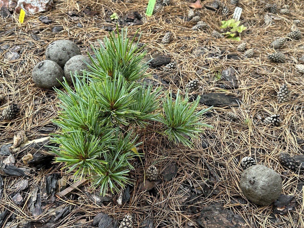 Pinus koraiensis 'Jilin'