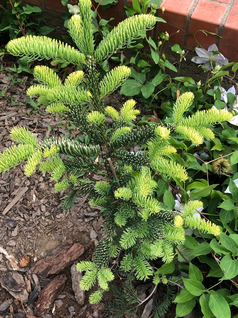 Abies procera ‘Sherwoodii’
