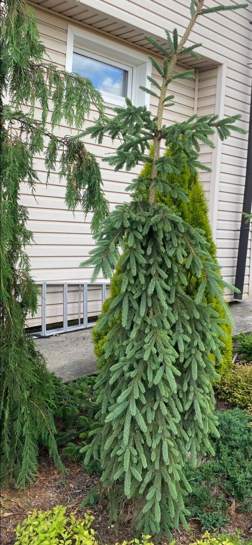 Picea glauca ‘Ketch Harbor’