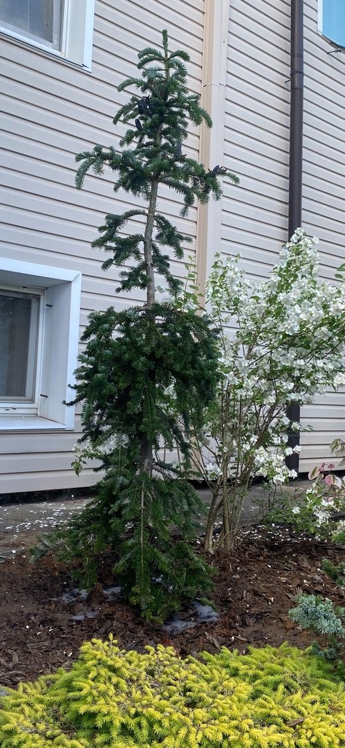 Abies Veitchii ‘Pendula’