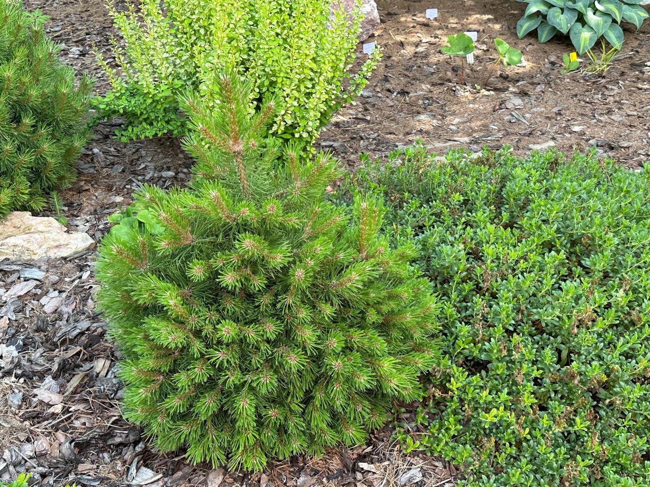 Pinus uncinata (mugo) ‘Grune Welle’