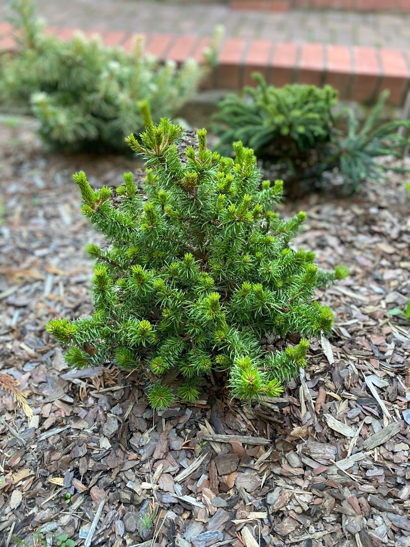Pinus banksiana ‘Schneverdingen’