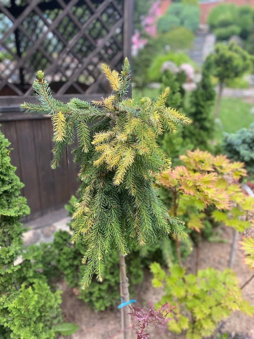 Picea omorika ‘Buttermilk Falls’