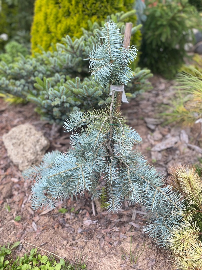 Abies concolor ‘Ledziny’
