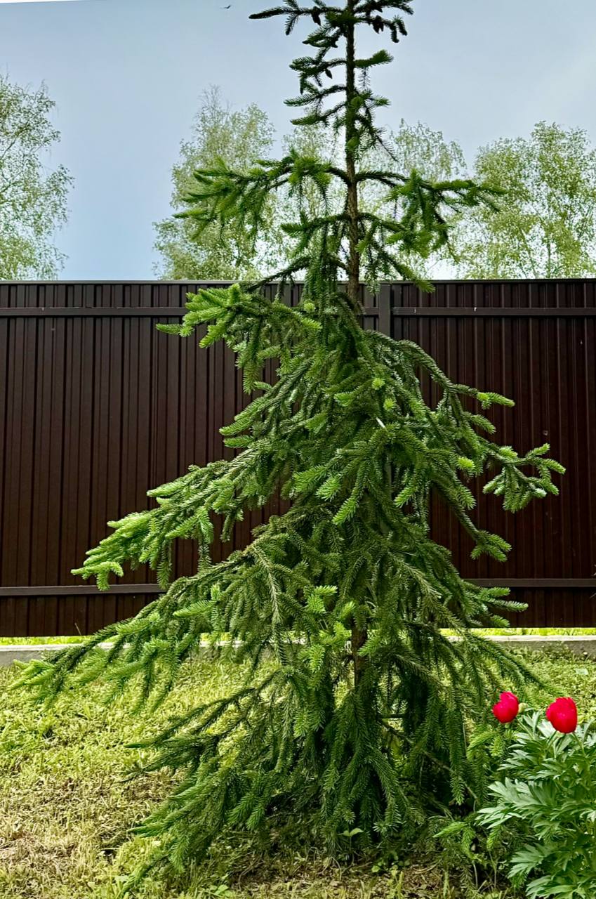 Picea omorika ‘Medusa’