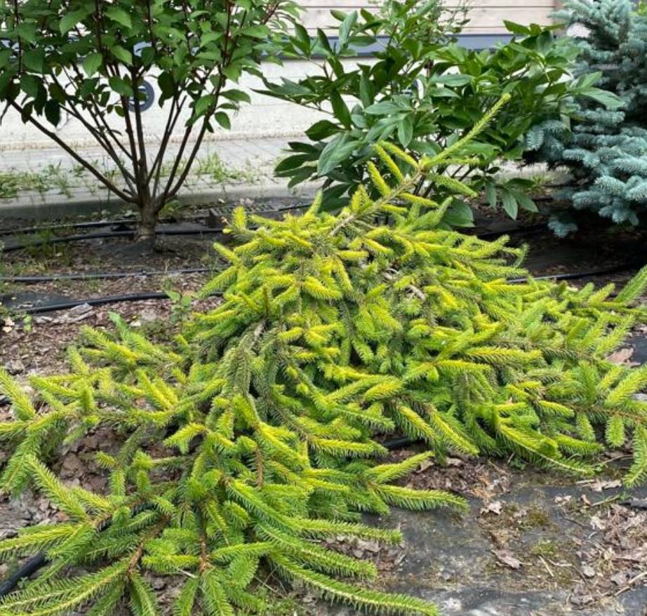 Picea abies ‘Gold Drift’