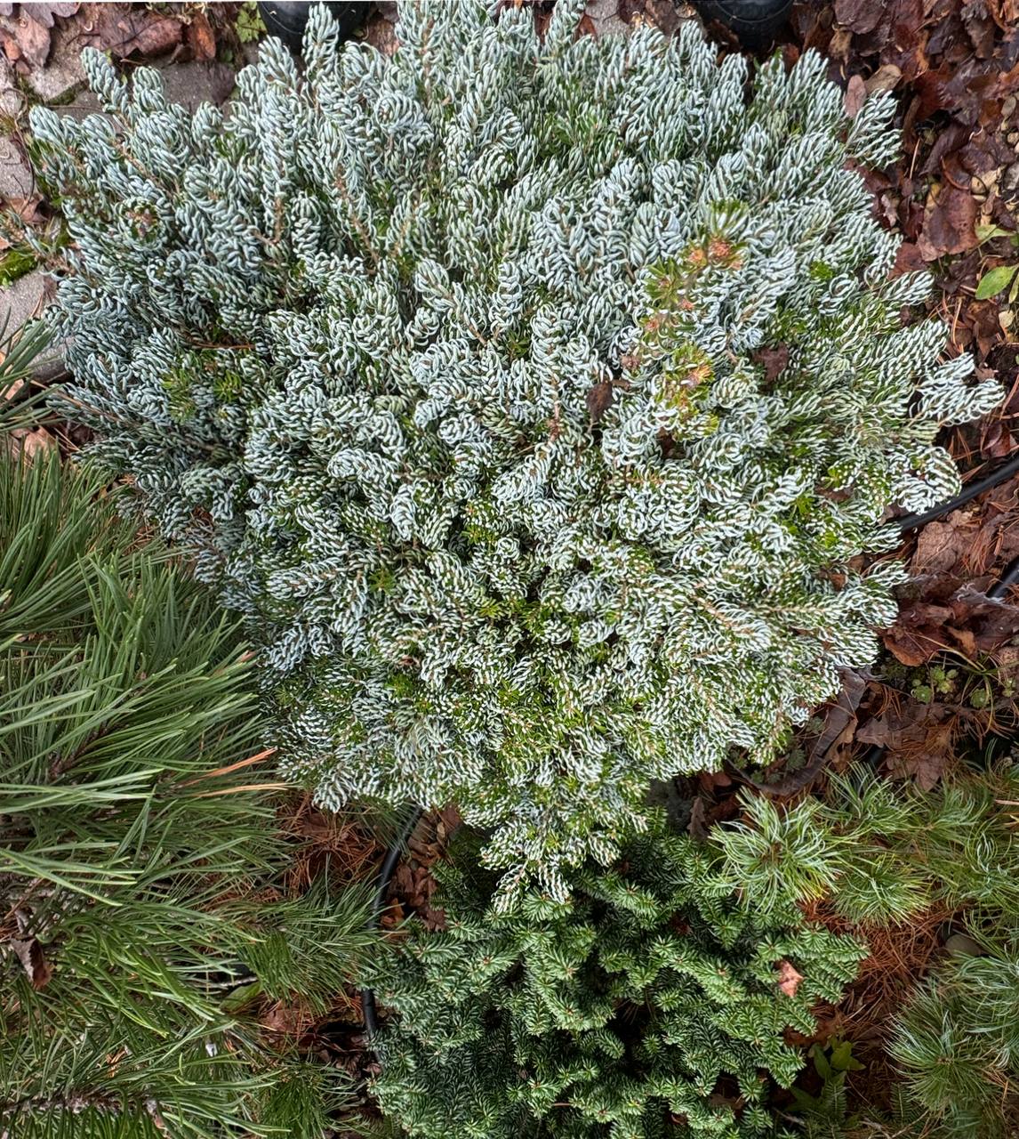 Abies koreana ‘Kohout’s Icebreaker’