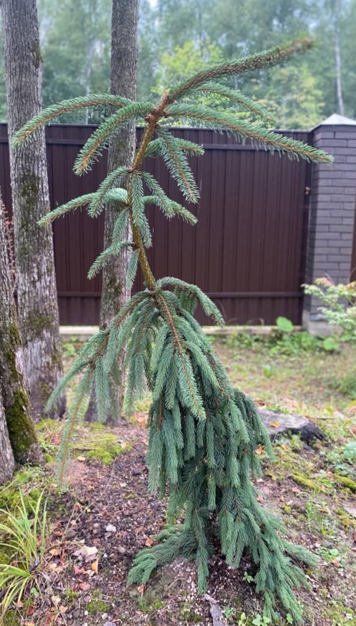 Picea abies ‘Weeping blue’