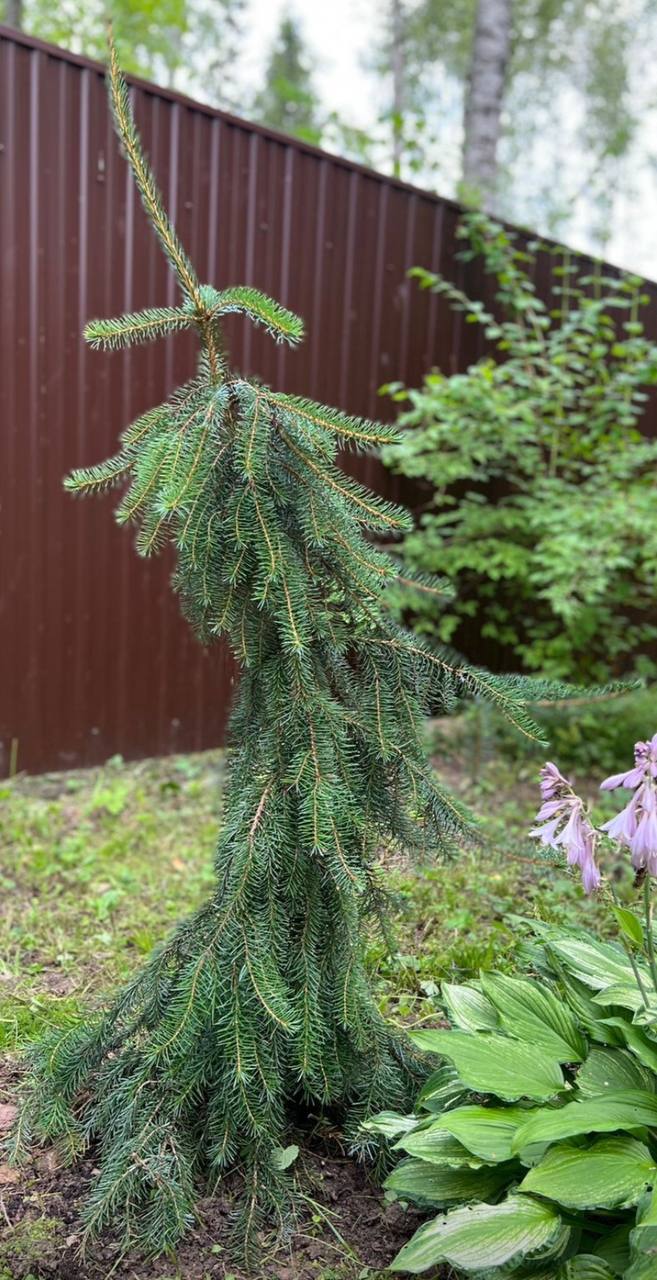 Picea omorika ‘Gotelli Weeping’