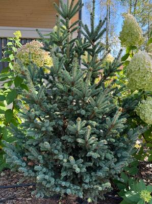 Picea likiangensis (glauca) ‘Mittenwald’