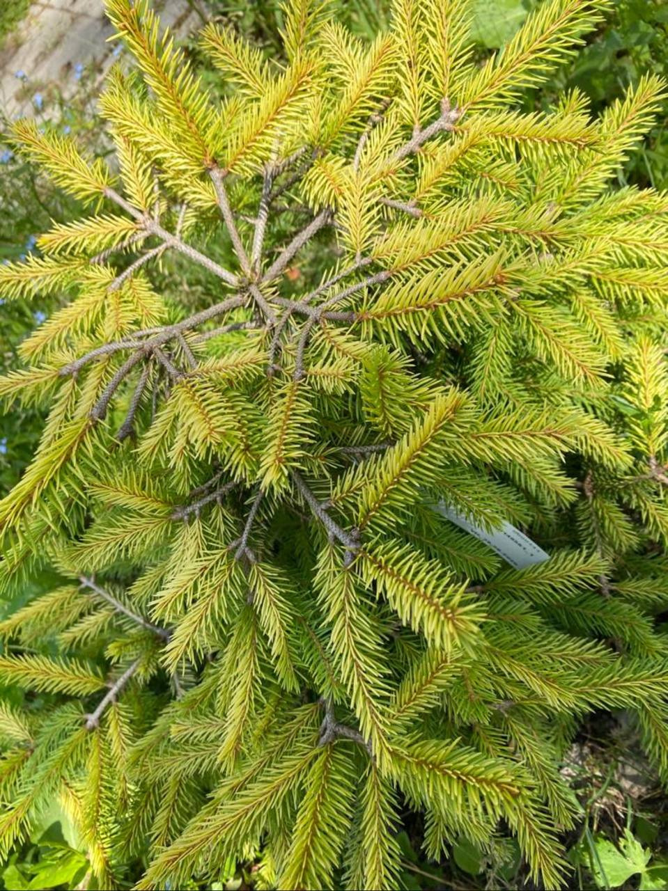 Picea abies ‘Summer daze’