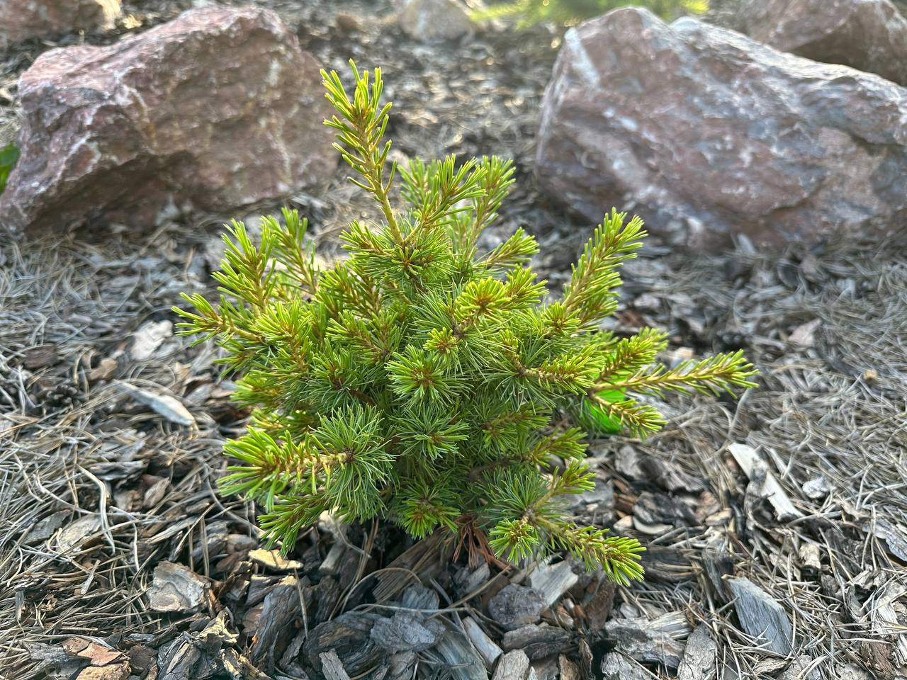 Pinus parviflora 'Debby'