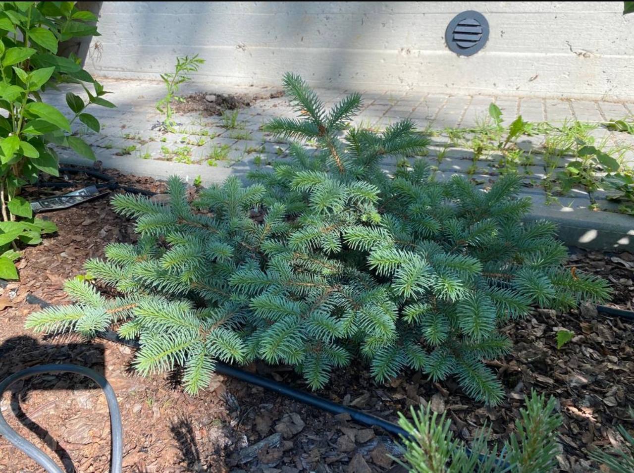 Picea pungens ‘Kleinood luusbarg’
