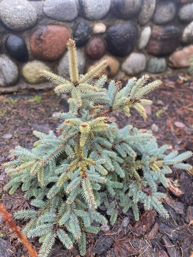 Picea pungens ‘Golden Cloud’