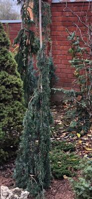 Tsuga canadensis ‘Labar Weeping’
