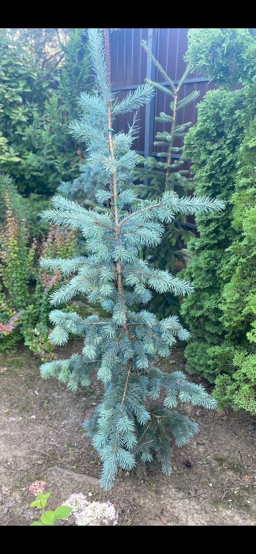 Pseudotsuga menziesii ‘Blue Wonder’
