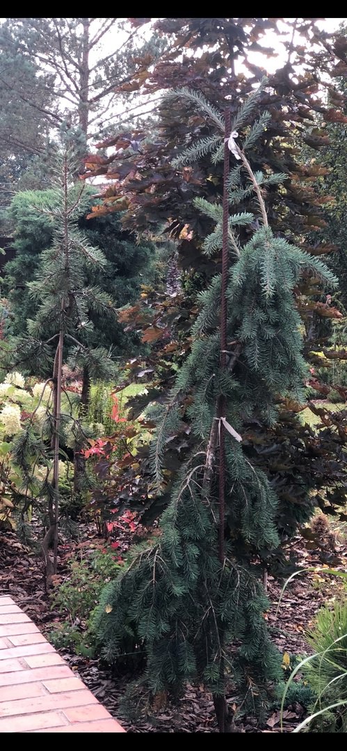 Pseudotsuga menziesii ‘Glauca Pendula’