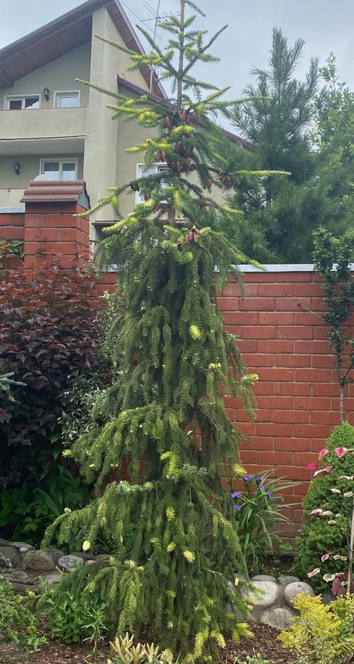 Picea omorika ‘Filip's Spring Sensation’