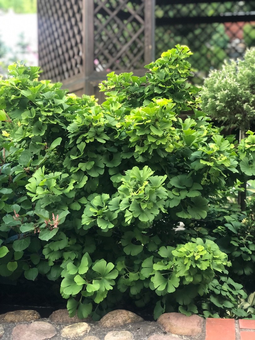 Ginkgo biloba ‘Troll’