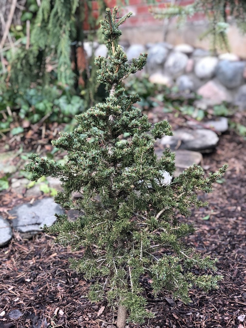 Picea rubens 'Pocono'