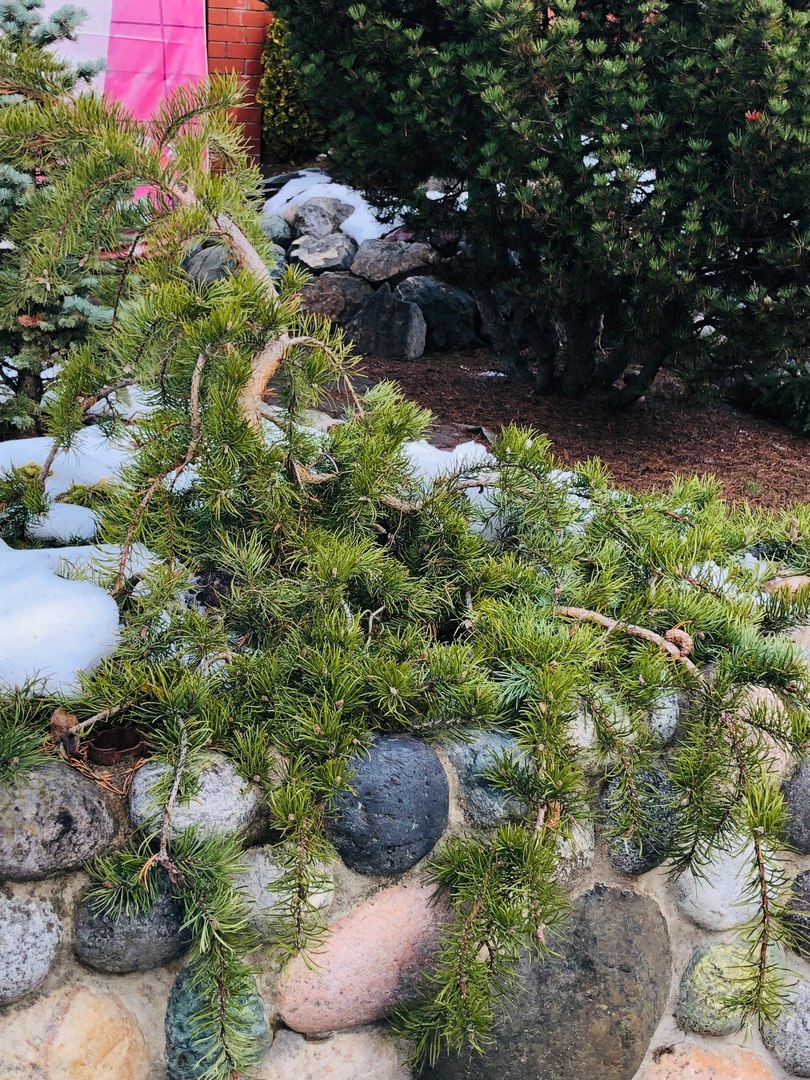 Pinus banksiana ‘Uncle Foggy’