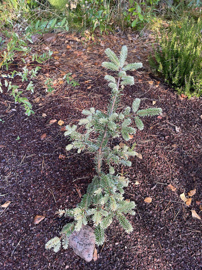 Abies fraseri 'Flinn’s Flash'