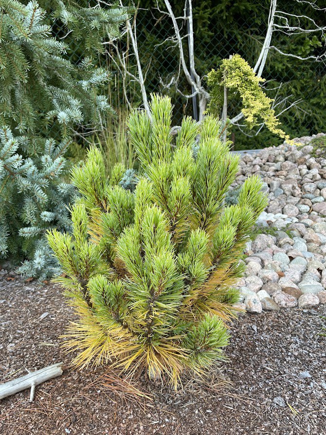 Pinus peuce ‘Latgale’