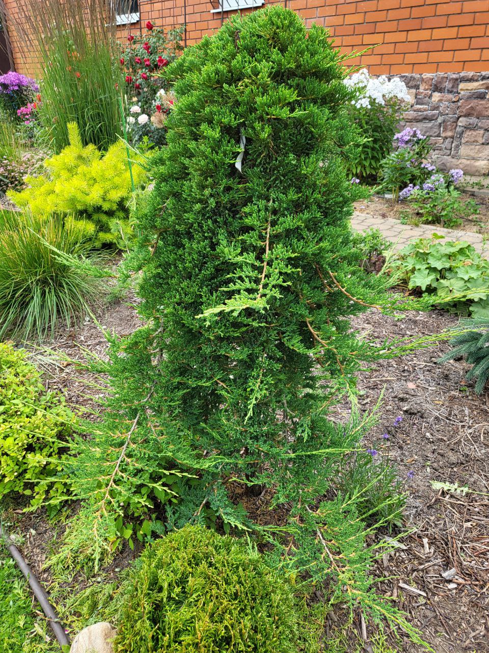 Juniperus horizontalis 'Prince of Wales'