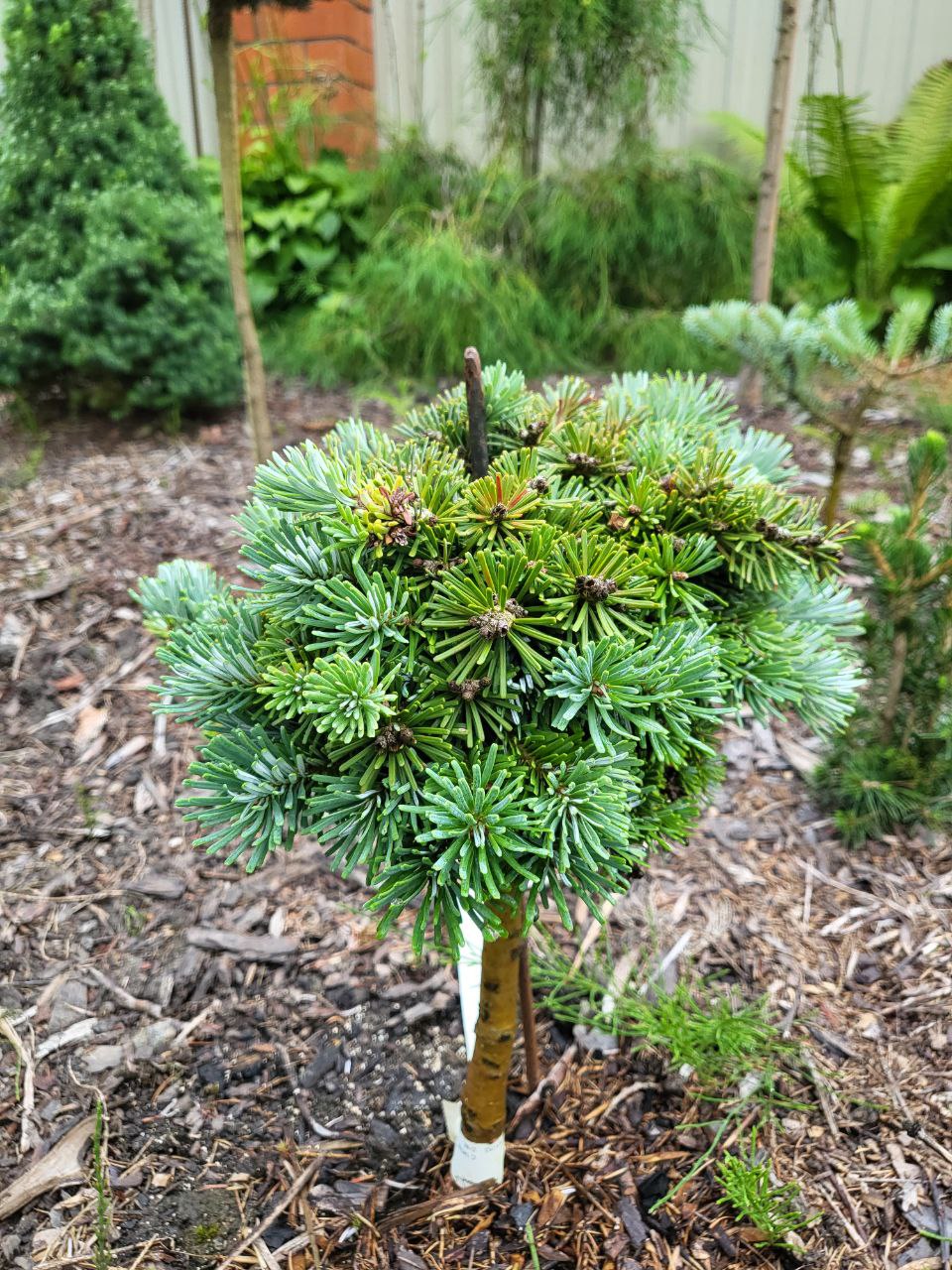 Abies veitchii 'Rumburk'