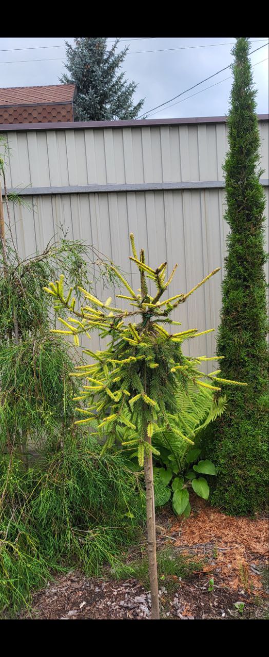 Picea abies 'Summer Daze'