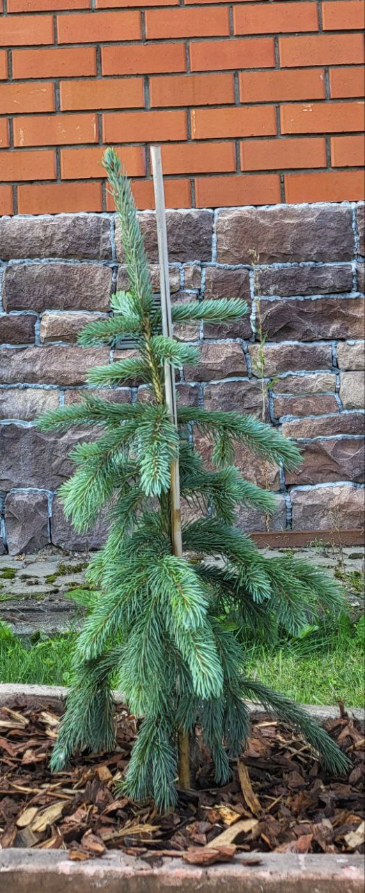 Picea engelmannii 'Glauca '