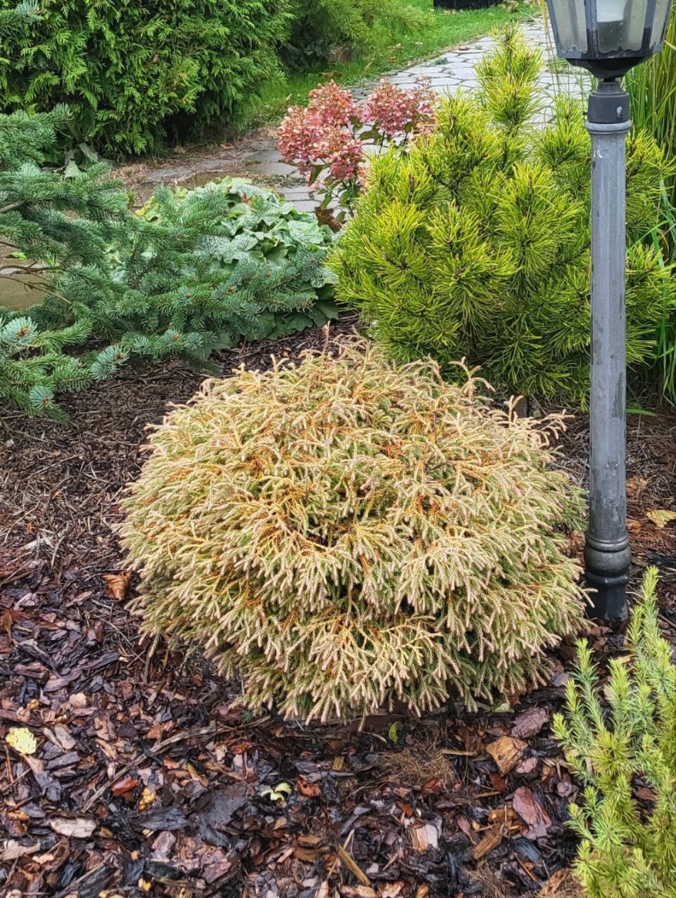 Thuja occidentalis 'Golden Tuffet'
