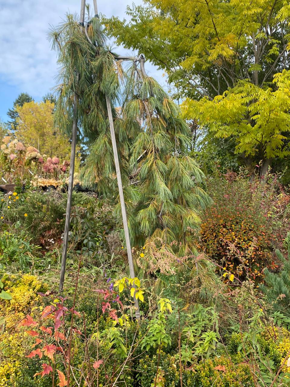 Pinus strobus ‘Pendula’