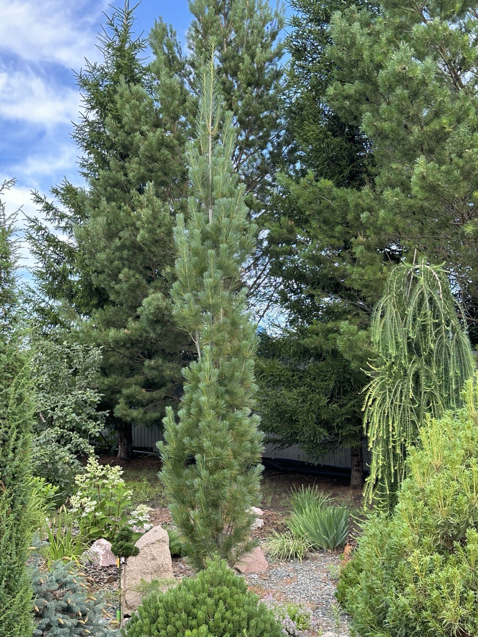 Pinus strobus 'Stowe Pillar'